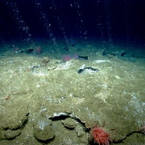 Decoding Pelagic Deposits | Red Clay and Oozes under the Ocean